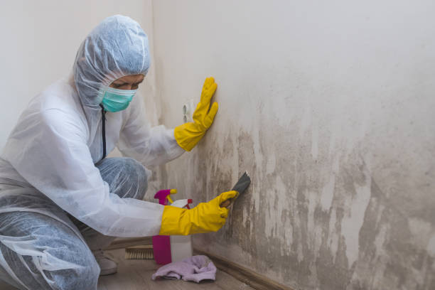 Best White Mold Remediation in Pompano Beach, FL