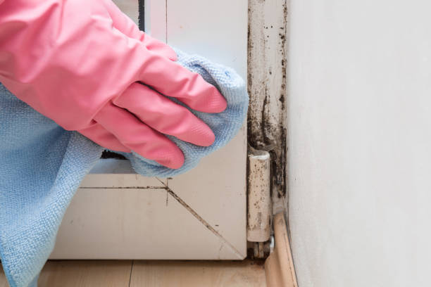 Best Post-Flood Mold Remediation in Pompano Beach, FL
