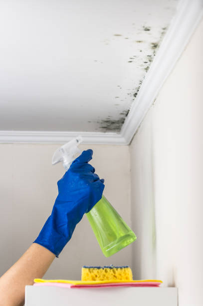 Best Attic Mold Remediation in Pompano Beach, FL
